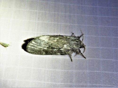 Riley's Lappet Moth photo 5