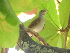 Turdus leucomelas