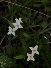 Diodia