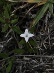 Diodia