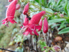 Penstemon coriaceus