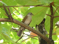 Turdus leucomelas