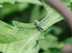 Graphocephala lugubris