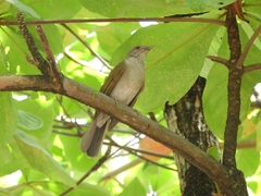 Turdus leucomelas