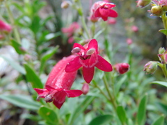 Penstemon coriaceus