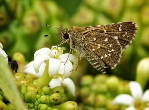 Amblyscirtes tolteca