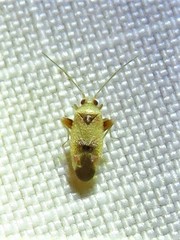 Parthenicus juniperi