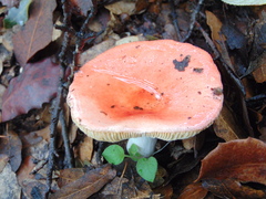 Russula mexicana