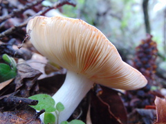 Russula mexicana