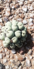 Conophytum calculus