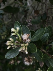 Baccharis macrantha