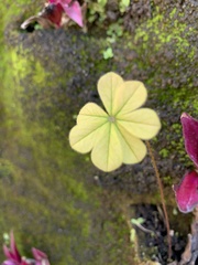Oxalis nelsonii