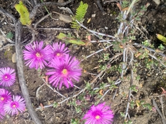 Lampranthus elegans
