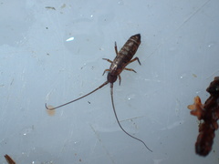 Pogonognathellus longicornis