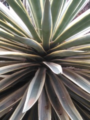 Agave
