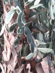 Opuntia