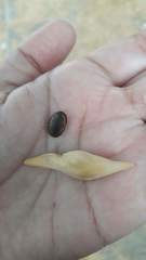 Parkinsonia