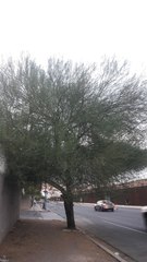 Parkinsonia