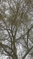 Parkinsonia