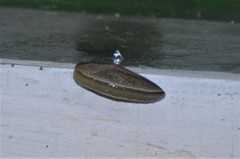 Urocyclidae