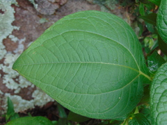 Trigonospermum annuum