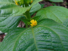 Trigonospermum annuum