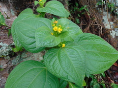 Trigonospermum annuum