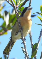 Telophorus olivaceus