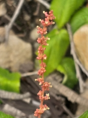Acalypha capensis