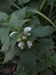 Lamium album