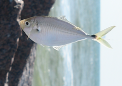 Chloroscombrus chrysurus