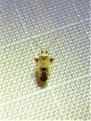 Parthenicus juniperi