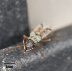 Rhyparochromidae