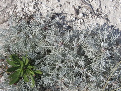 Artemisia hololeuca