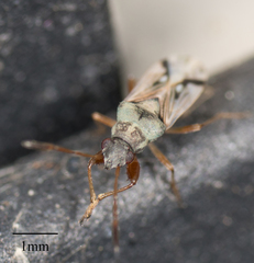Rhyparochromidae