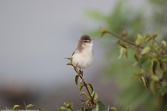 Prinia sylvatica