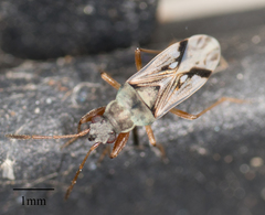 Rhyparochromidae
