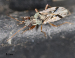 Rhyparochromidae