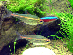 Glowlight Tetra photo 2