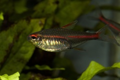 Glowlight Tetra photo 3
