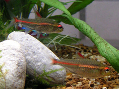 Glowlight Tetra photo 4