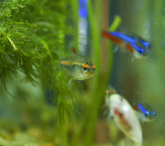 Glowlight Tetra photo 5