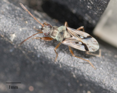 Rhyparochromidae