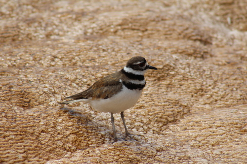 Killdeer photographed in Wyoming