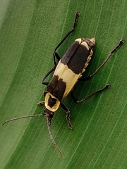 Chauliognathus distinguendus