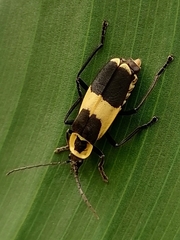 Chauliognathus distinguendus