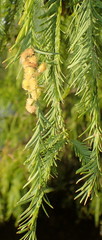 Taxodiomyia