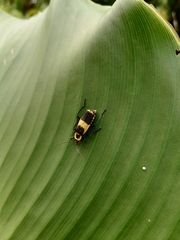Chauliognathus distinguendus