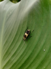 Chauliognathus distinguendus