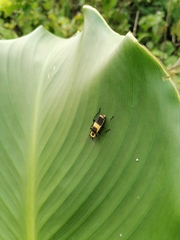 Chauliognathus distinguendus